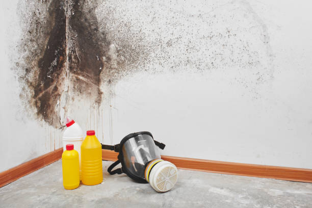 Best Black Mold Removal  in Lopezville, TX