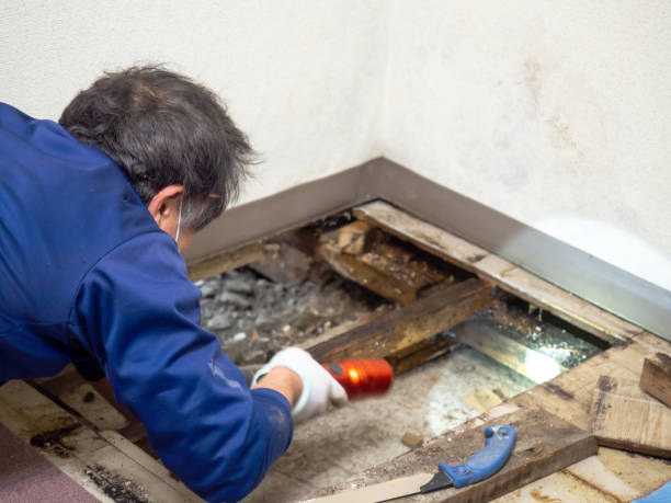 Best Commercial Mold Removal  in Lopezville, TX