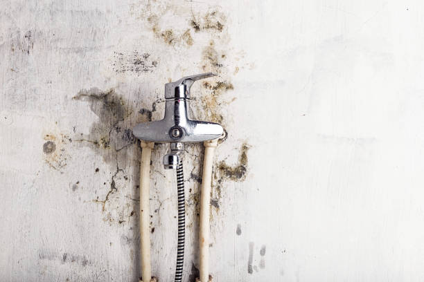 Best Professional Mold Removal  in Lopezville, TX