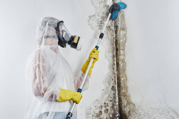 Professional Mold Removal in Lopezville, TX