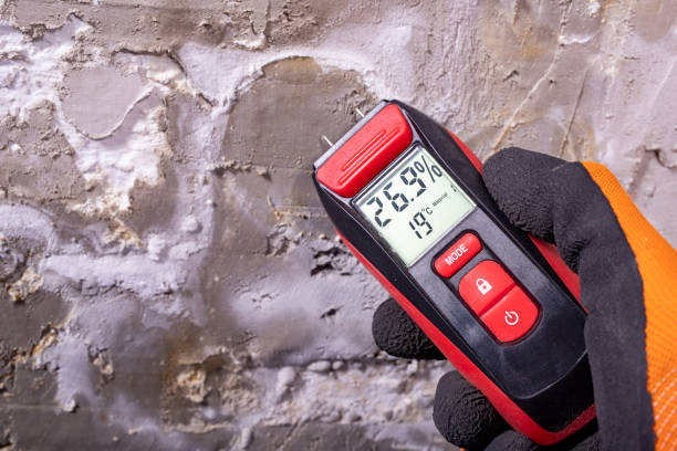 Best Best Mold Removal Companies  in Lopezville, TX