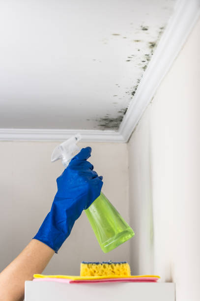 Best Commercial Mold Removal  in Lopezville, TX